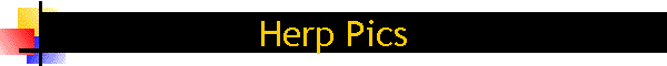 Herp Pics