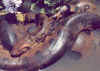 anaconda2.JPG (142418 bytes)