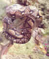 retic.JPG (438730 bytes)